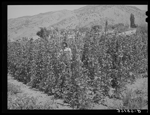 Green beans are one of the main crops of Cache County, Utah