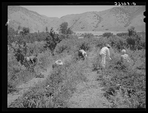 Young people from Logan picking berries for farmer in Cache County, Utah. There is no migrant labor used or needed in this section