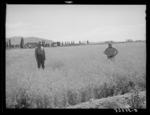 Field of wheat on right has been manured, one on right is unmanured. Box Elder County, Utah