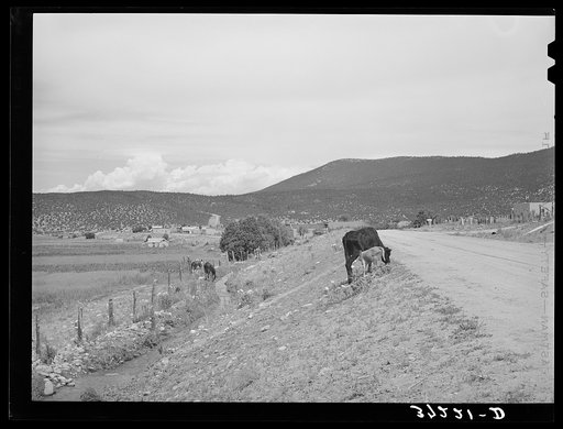 Cows and irrigation ditch by side of the road. Penasco, New Mexico. Drinking water in many of these Spanish-American towns comes from unprotected irrigation ditches