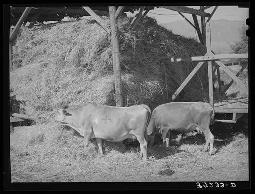 Untitled photo, possibly related to: Cows eating hay on Mormon farmer's place. Cache County, Utah