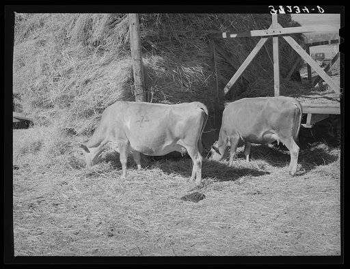 Cows eating hay on Mormon farmer's place. Cache County, Utah