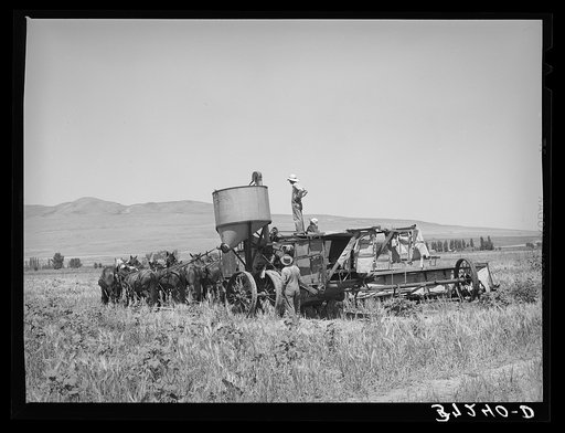 The old method of drawing a combine; ten or more horses were used. Box Elder County, Utah