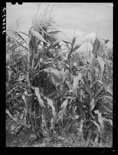 Sweet corn in garden of Mormon farmer. Snowville, Utah