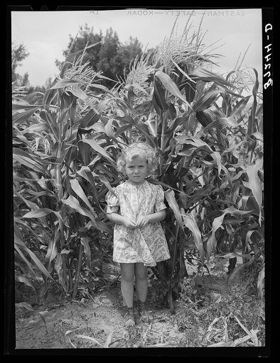 Sweet corn and daughter of a Mormon farmer. Snowville, Utah