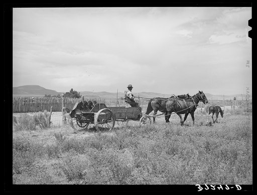 FSA (Farm Security Administration) cooperative manure spreader in action. Box Elder County, Utah