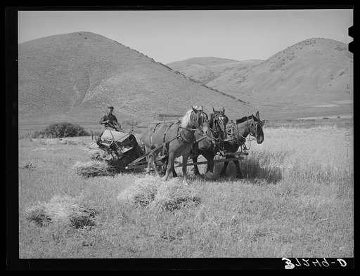 FSA (Farm Security Administration) cooperative binder in action. Mantua, Utah