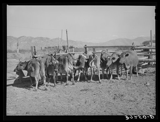 Untitled photo, possibly related to: Herd of dairy cows. Box Elder County, Utah
