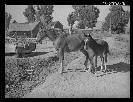 Colts from FSA (Farm Security Administration) cooperative sire. Box Elder County, Utah
