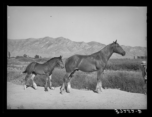 Colts from FSA (Farm Security Administration) cooperative sire. Box Elder County, Utah