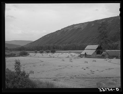 Wheat field of farm in Anchuleta County, Colorado