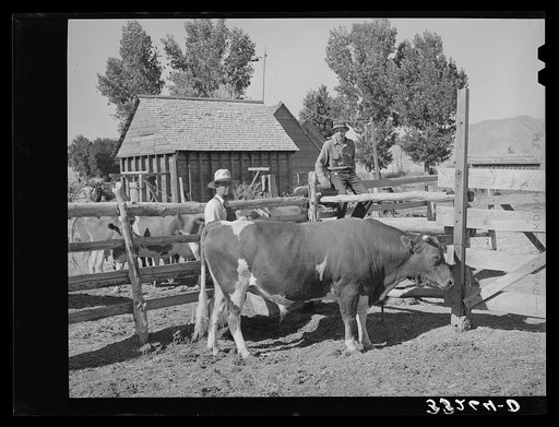 FSA (Farm Security Administration) cooperative bull. Box Elder County, Utah
