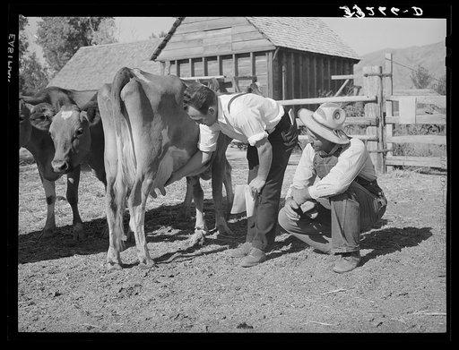 FSA (Farm Security Administration) supervisor explaining the fine points of a cow. Box Elder County, Utah