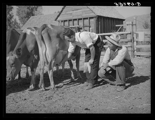 FSA (Farm Security Administration) supervisor explaining the fine points of a cow. Box Elder County, Utah