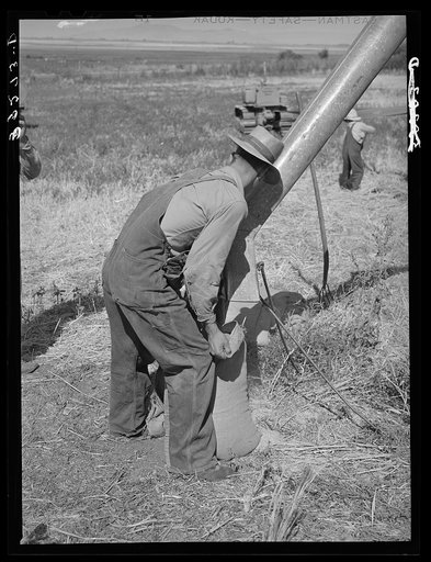Sacking barley on Mormon farm. Box Elder County, Utah