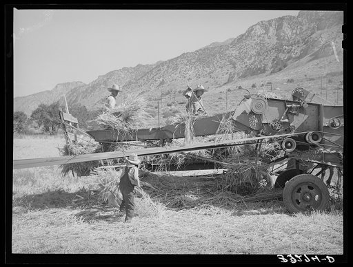 Threshing barley on Mormon farm. Box Elder County, Utah