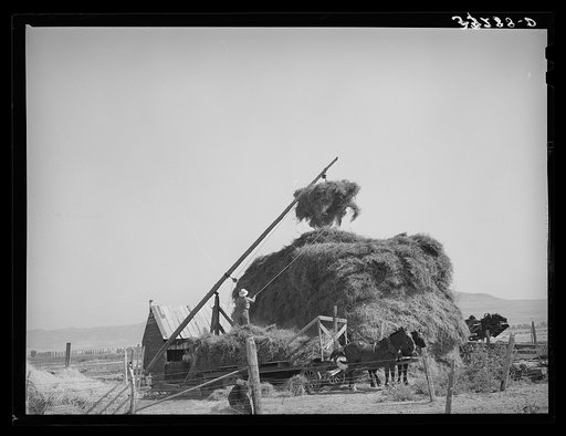 Putting up hay with Mormon hay stacker. Box Elder County, Utah