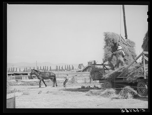 Putting up hay with Mormon hay stacker. Box Elder County, Utah
