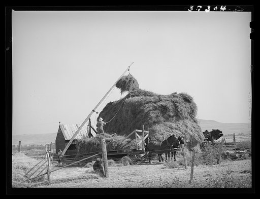 Untitled photo, possibly related to: Stacking hay with Mormon hay stacker. Box Elder County, Utah