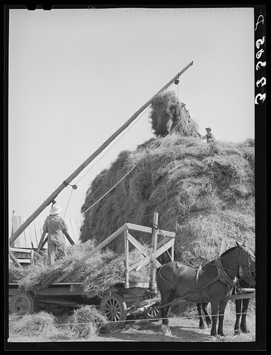 Stacking hay with Mormon hay stacker. Box Elder County, Utah
