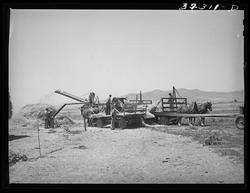 Threshing barley. Box Elder County, Utah