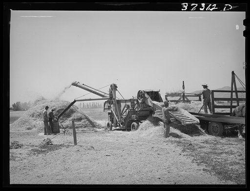 Untitled photo, possibly related to: Threshing barley. Box Elder County, Utah