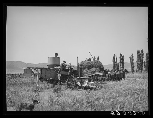 Old method of powering a combine by using several horses. Box Elder County, Utah