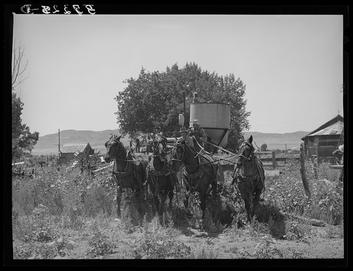 Untitled photo, possibly related to: The old method of drawing a combine; ten or more horses were used. Box Elder County, Utah