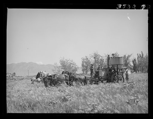 Untitled photo, possibly related to: The old method of drawing a combine; ten or more horses were used. Box Elder County, Utah