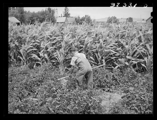 Young Mormon farm boy hoeing the garden. Snowville, Utah