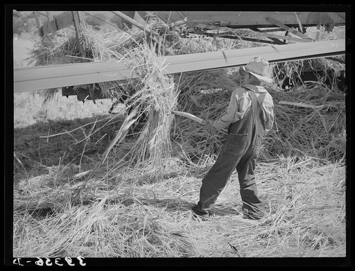 Young Mormon boy pitching grain to be threshed. Box Elder County, Utah
