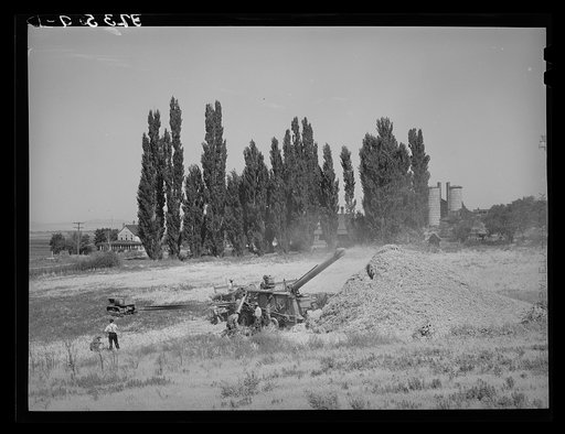 Threshing grain. Box Elder County, Utah