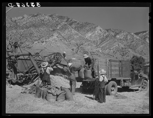 Threshing and loading small grain. Box Elder County, Utah