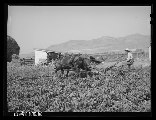Untitled photo, possibly related to: FSA (Farm Security Administration) cooperative sugar beet cultivator and members of the cooperative. Box Elder County, Utah