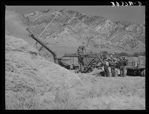 Untitled photo, possibly related to: Threshing and loading small grain. Box Elder County, Utah