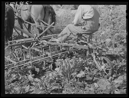 Farmer on a sugar beet cultivator. Box Elder County, Utah