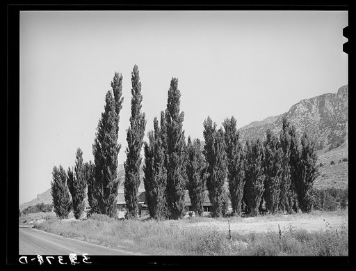 Row of Lombardy poplars. Box Elder County, Utah