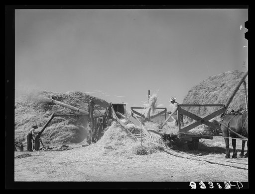 Threshing small grain. Box Elder County, Utah