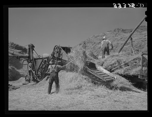 Threshing small grain. Box Elder County, Utah