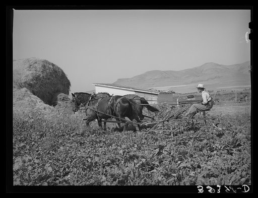 FSA (Farm Security Administration) cooperative sugar beet cultivator in action. Box Elder County, Utah