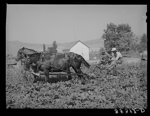 FSA (Farm Security Administration) cooperative sugar beet cultivator and members of the cooperative. Box Elder County, Utah