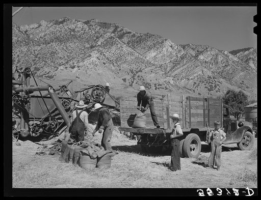 Untitled photo, possibly related to: Threshing and loading small grain. Box Elder County, Utah