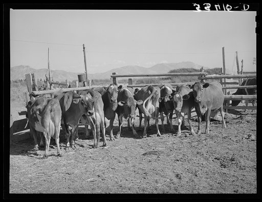 Herd of dairy cows. Box Elder County, Utah