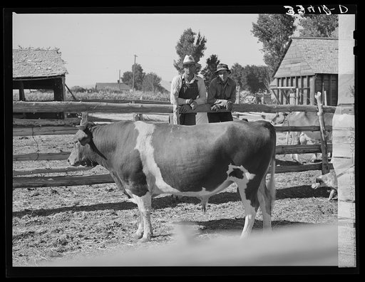 FSA (Farm Security Administration) cooperative bull. Box Elder County, Utah