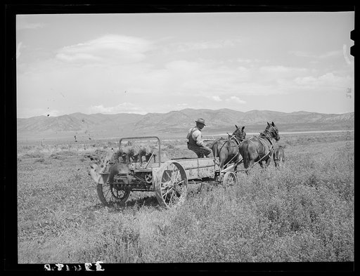 FSA (Farm Security Administration) cooperative manure spreader in action. Box Elder County, Utah