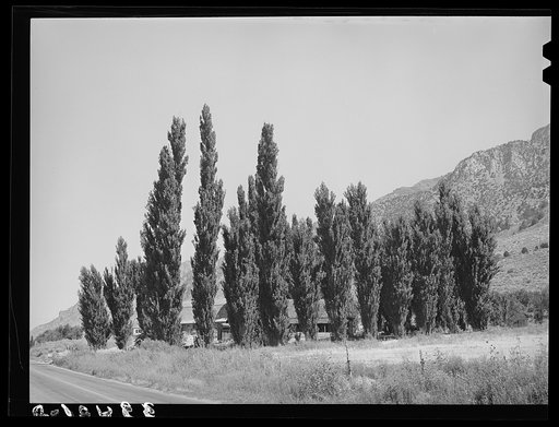 Lombardy poplars. Box Elder County, Utah
