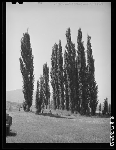 Lombardy poplars. Box Elder County, Utah