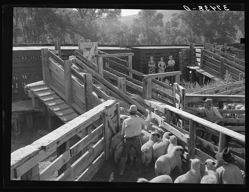Untitled photo, possibly related to: Loading fat lambs on narrow gauge railway for shipment to Denver market. Cimarron, Colorado