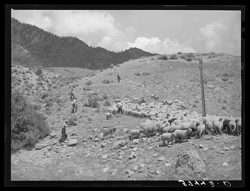 Driving fat lambs to Cimarron, Colorado, for shipping to Denver, Colorado