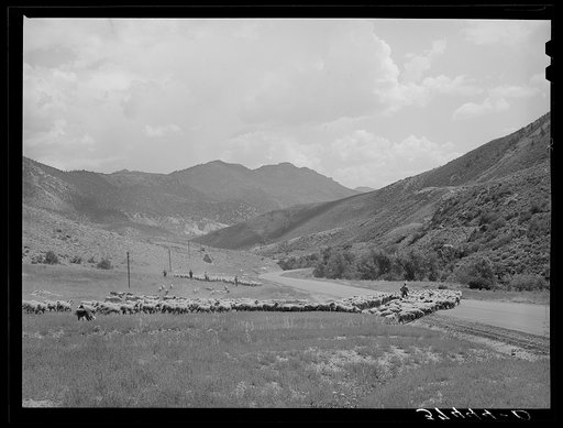 Driving fat lambs to Cimarron, Colorado, for shipping to Denver, Colorado
